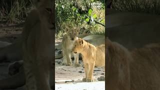Baby Lion in the Wild | 4K Nature Scenic