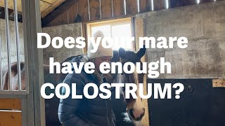 Does Your Mare Have Enough Colostrum??