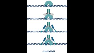 How CUT&RUN works