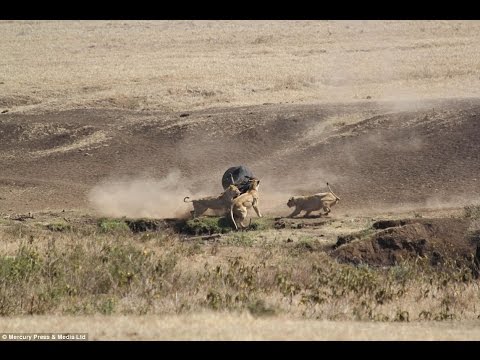 Buffalo Takes on THREE Hungry Lions to Rescue young Calf Snatched From the Herd!!!