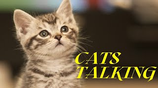 Cat's talking. These cats speak english by Animal Lovers 17 views 3 years ago 3 minutes