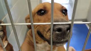 acs A687596