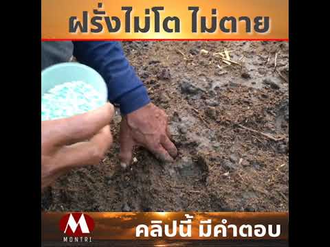 ปลูกฝรั่งไม่โต และไม่ตาย