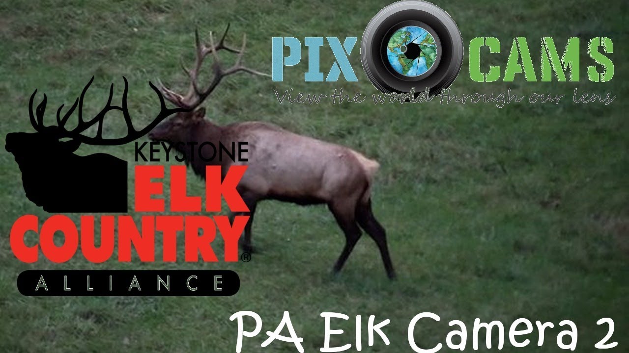 PA Elk Country Visitor Center - Camera 2 Live Stream