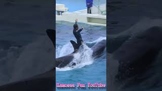 ララのキレッキレスカイロケット!!Special Night with Orca #Shorts #鴨川シーワールド #シャチ #kamogawaseaworld #orca #killerwhale