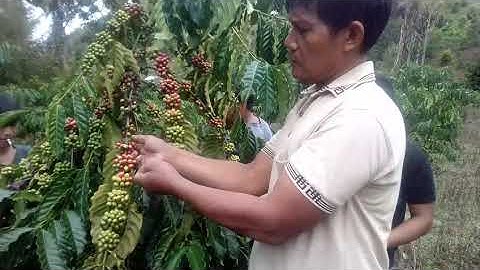 Kopi lembah fitrah desa dadakitan kec. Baolan kab. Tolitoli