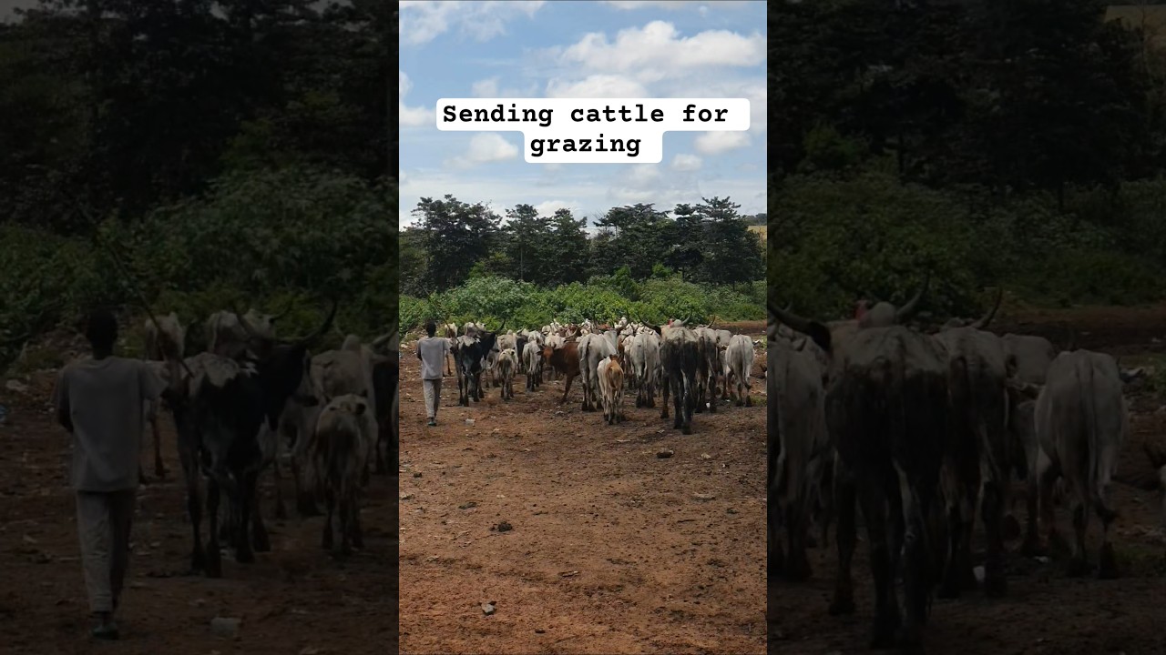 Cattle Herdsmen Go for Grazing 