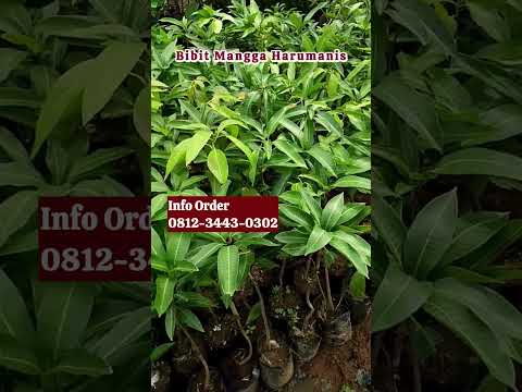 Jual Bibit Mangga Harumanis Okulasi Cepat Berbuah