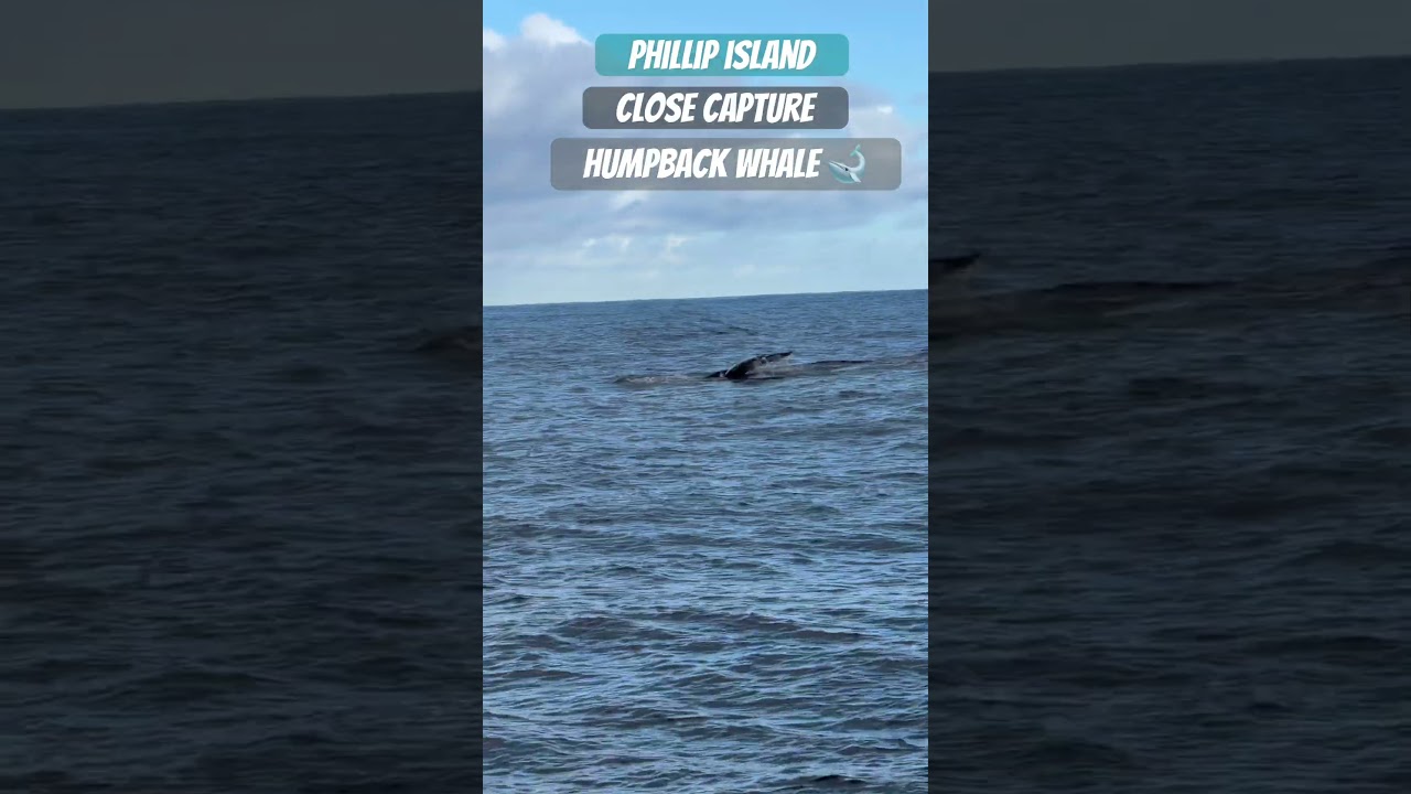 phillip#island#melbourne#victoria##whale#watchremo#cruiseship#humpbackwhale