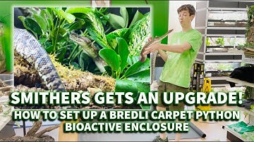 How to set up a Bredli Carpet Python BioActive enclosure