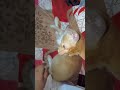 when cats loose her babies... #trending #cat #straycat #streetcat #funny #catchow #catworld #stray