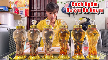 Ngày Lặn Biển Kém May Mắn Chia Sẻ Cách Ngâm Rượu Cá Ngựa Đơn Giản Chắc Lượng P329
