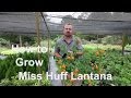 How to grow Miss Huff Lantana with a detailed description