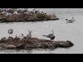 Breeding colony of black-headed gulls with tiny little chicks!