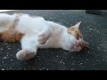 海辺で三毛と和んだ