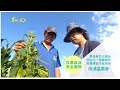 草地狀元-寒冬暖身最佳選擇!百萬麻油雞!(20161205播出)careermaster / Sesame Oil Chicken