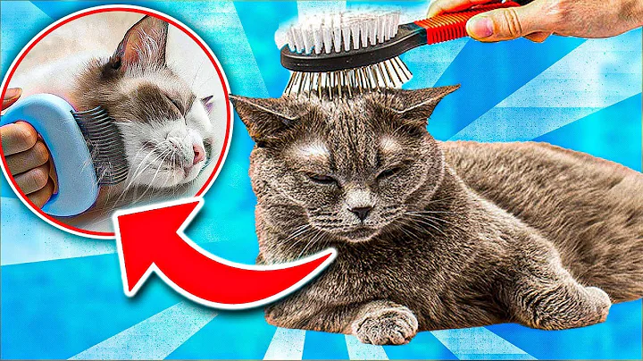 Cat Shredding Problems? 5 Ways to “COMPLETELY STOP” Your Cat From Shredding! [SIMPLE STRATEGY]