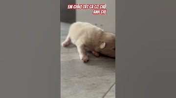 cún con đáng yêu chào cả nhà ạ #dog #pets #dongvat #animals #puppy #funny