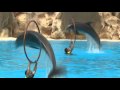 Delfines - Loro Parque