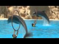 Delfines Loro Parque