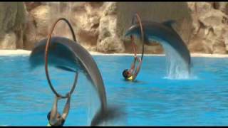 Delfines - Loro Parque