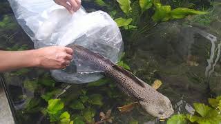 Unboxing the most sultan variant of Channa Fish.... A giant pair of channa Barcas!! 60cm rare size!!