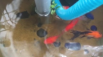Bể cá cảnh, aquaponic