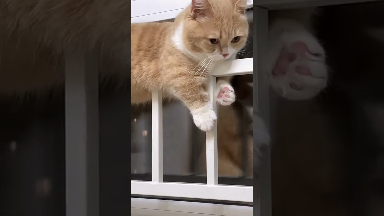 おかしい猫 かわいい猫 おもしろ猫動画 Hd 動物 犬 猫 他色々 まとめ動画 おかしい猫 かわいい猫 おもしろ猫動画 Hd 動物 犬 猫 他色々 まとめ動画