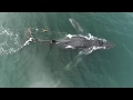 Saving whales entangled in fishing gear