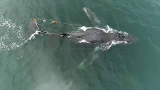 Saving whales entangled in fishing gear