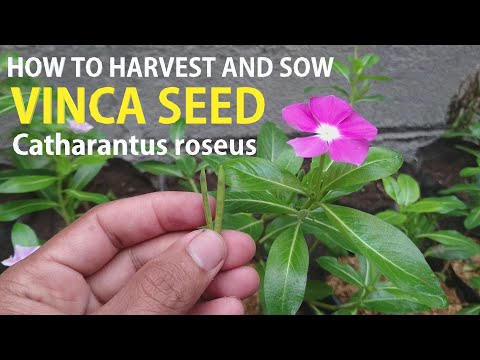 The right way to harvest and seed fast growing vinca seeds l Catharantus roseus