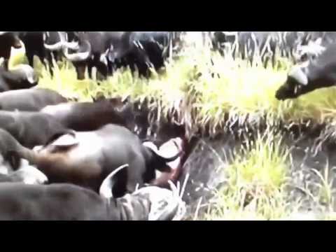 Buffalo turns the table on the lion !!! [Documentary Animal and Nature ]