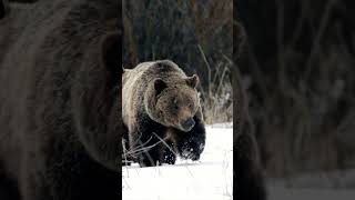 Grizzly Bear 610 &amp; 3 cubs/snow/Jackson/ Tetons/ Yellowstone #wildlife #shorts #grizzlybear #bear