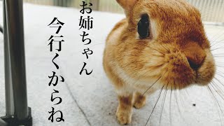 部屋で1人遊ぶお姉ちゃんを呼びにいくウサギ　#928