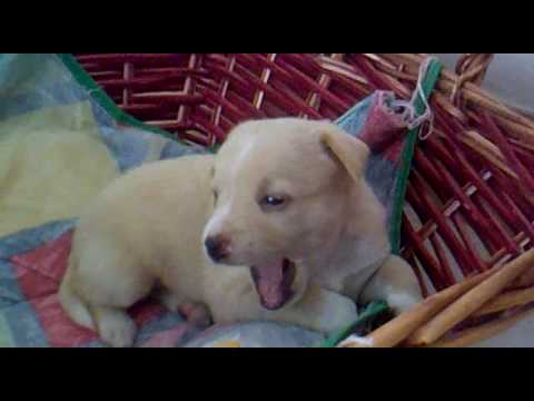 Cucciolo Appena Nato Youtube