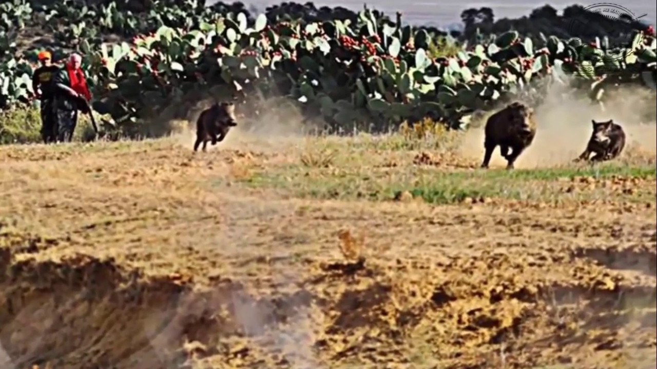 Chasse Sanglier Au Maroc 2015,Best Hunting Video YouTube YouTube — free download