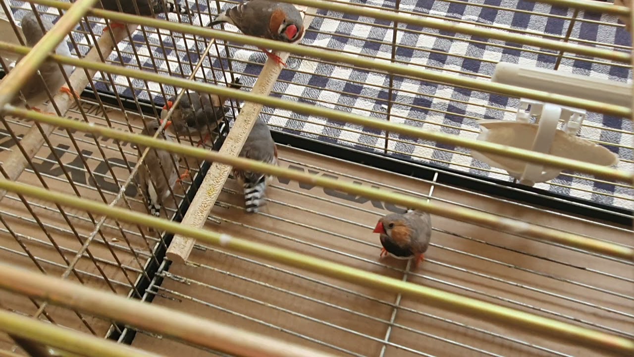 Hint Bülbüllerinde Cinsiyet Ayrımı Nasıl Yapılır?