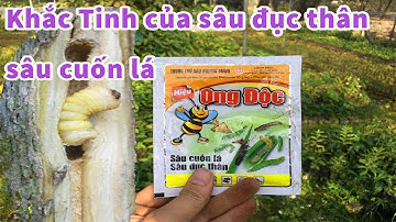 Tiêu diệt sâu đục thân không còn khó khăn nữa khi dùng sản phẩm này