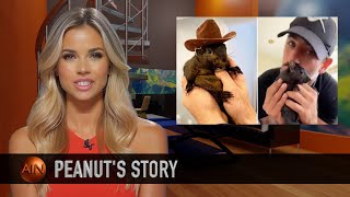 The Tragic End of Peanut the Squirrel: NY's Controversial Euthanasia Case Explained.