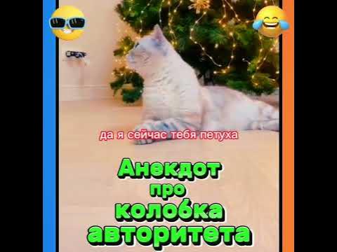 Анекдот про колобка авторитета. #анекдоты #мемы #приколы #котики #шутки ...