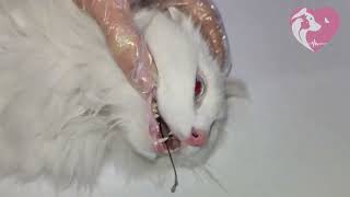 A string stuck in a cat's throat by pet's paradise veterinary clinic 9,433 views 2 years ago 3 minutes, 17 seconds