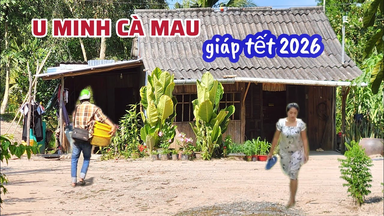 Vùng Quê U Minh Cà Mau: Tôm Càng Xanh Ngon Quá, Đường Làng Hoa Kiểng Nở Đẹp Ngày Giáp Tết 2026