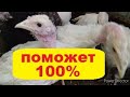 Заболела Птица!Лечим Правильно!//Заболел Индюшонок//Чем Лечить Индюшонка?//Индюки в Хозяйстве