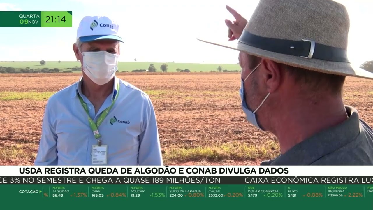 USDA registra queda de algodão e Conab divulga dados