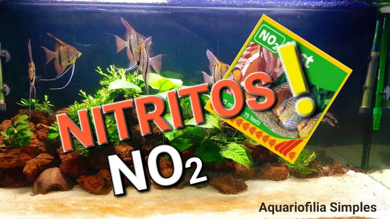 NITRITOS EM EXCESSO COMO RESOLVER!