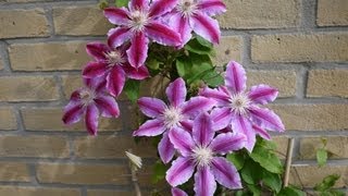 Growing Clematis in a container against a wall using bamboo trellis for support. http://saodarly.com/flowers-and-plants/