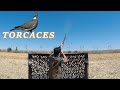 Caza de TORCACES // Wood Pigeon Shooting