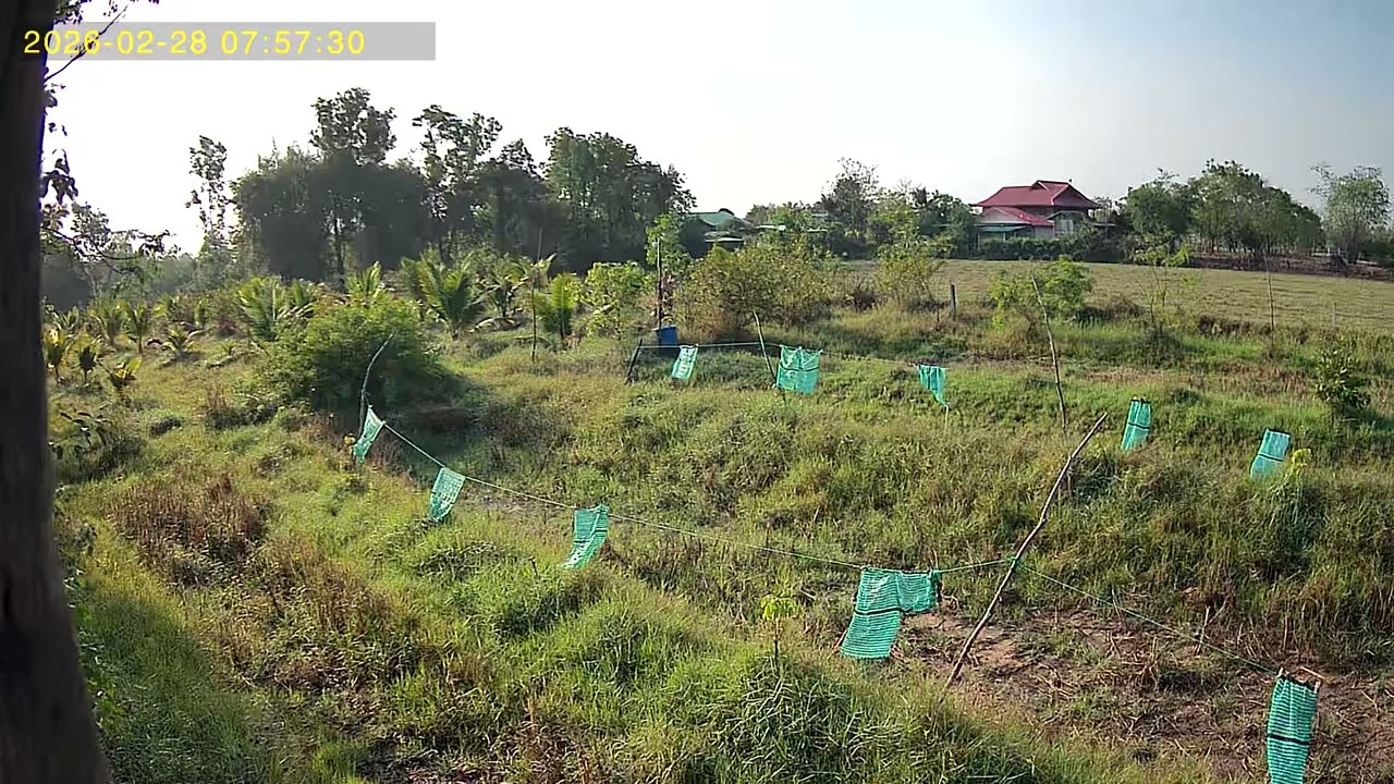 ต้นไม้ได้ฝนแบบจุใจ ๒ วันติด คงสดชื่นไปหลายวัน พอได้สู้แล้ง สวนป่า UBox 2026 02 28 074506 3 137