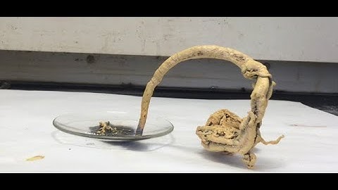 Pharaoh’s Serpent Craziness ❤️