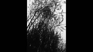 Kürtçe Şarkılar 🕊🕊